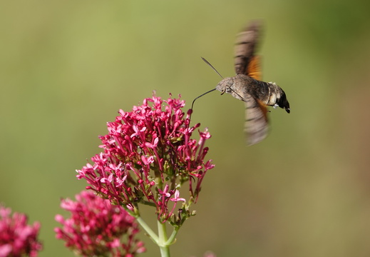 Macroglossum stellatarum 014 Moro-sphinx DSC01787
