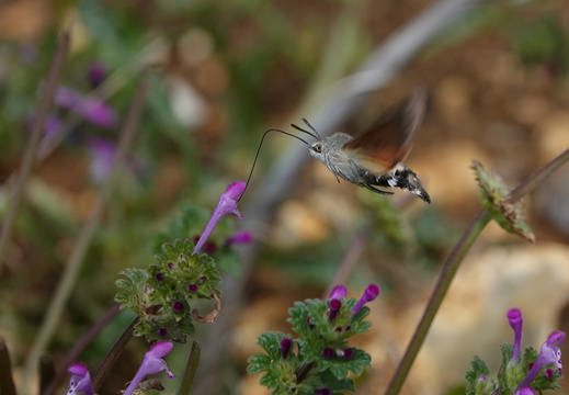 Macroglossum stellatarum 009 Moro-sphinx DSC04028