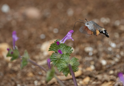 Macroglossum stellatarum 010 Moro-sphinx DSC04040