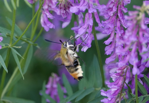 Sphinx bourdon
