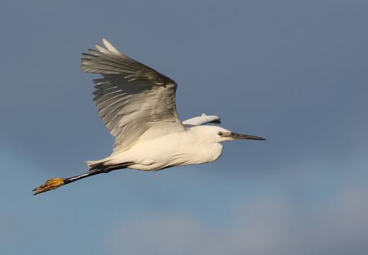 Aigrette garzette