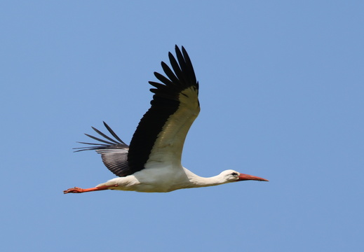 Cigogne blanche