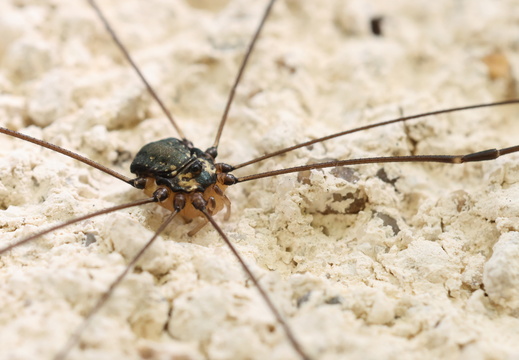 Leiobunum sp.