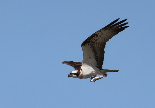 Balbuzard pêcheur