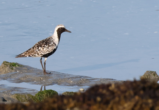 Charadriidae