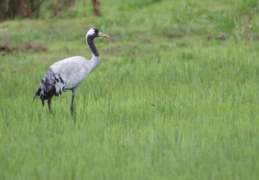 Gruidae