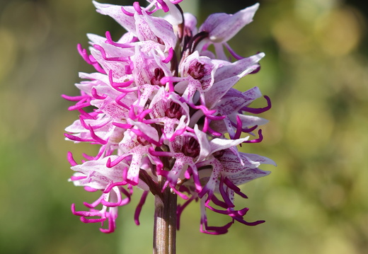 Orchis simia