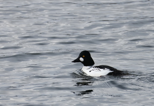 Canards plongeurs