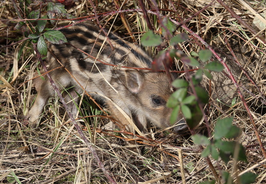 Sanglier 039 1Q2A6522