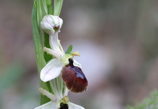 Ophrys arachnitiformis