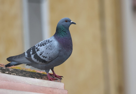 Pigeon biset