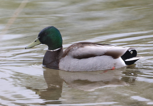 Canards de surface