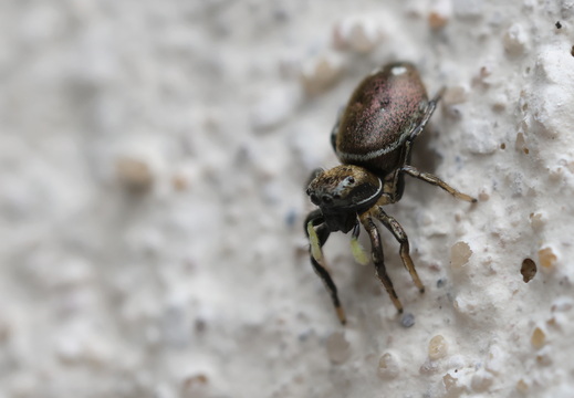 Heliophanus aeneus
