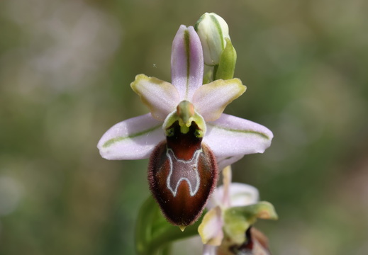 Ophrys splendida