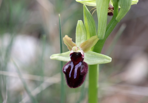Ophrys incubacea 012 1Q2A9205