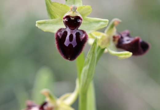 Ophrys incubacea 013 1Q2A9207