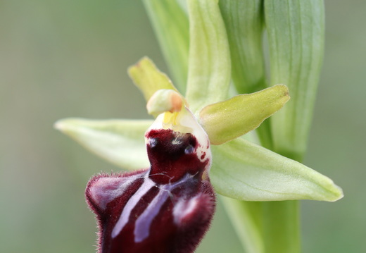 Ophrys incubacea 014 1Q2A9214
