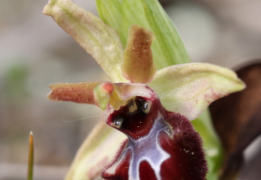 Ophrys incubacea 015 1Q2A9260