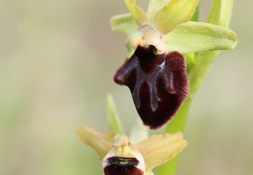 Ophrys incubacea 016 1Q2A9261