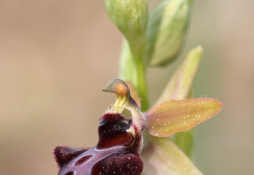 Ophrys incubacea 017 1Q2A9263