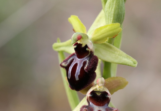Ophrys incubacea 018 1Q2A9265