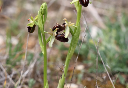 Ophrys incubacea 019 1Q2A9267