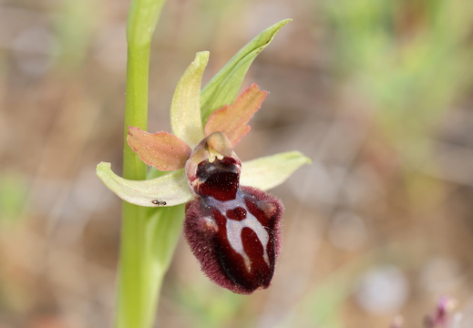Ophrys incubacea 020 1Q2A9270