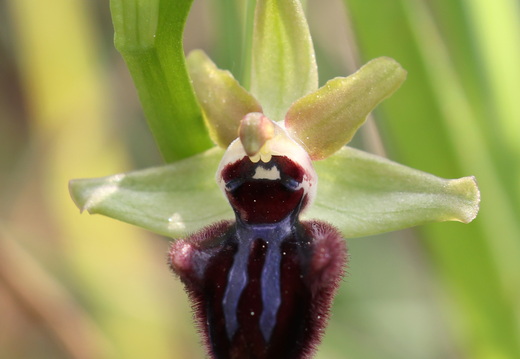 Ophrys incubacea 021 1Q2A9397