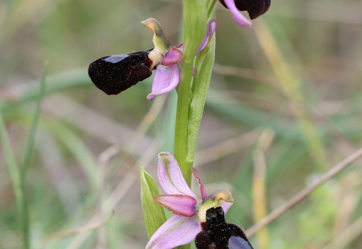 Ophrys magniflora 026 1Q2A9238