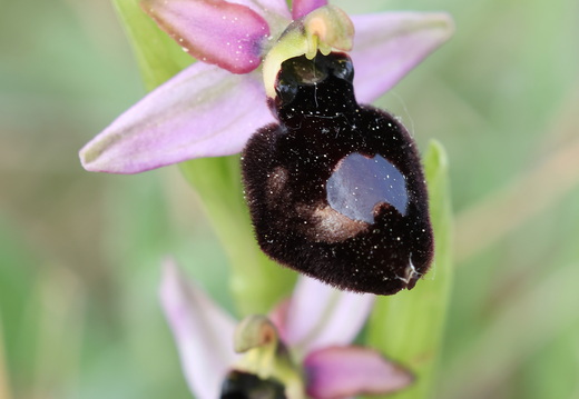 Ophrys magniflora 027 1Q2A9240