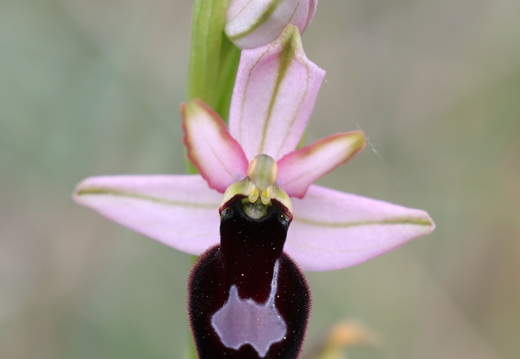 Ophrys magniflora 028 1Q2A9247