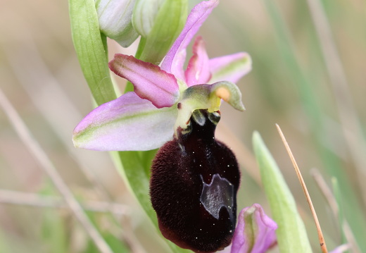 Ophrys magniflora 029 1Q2A9250