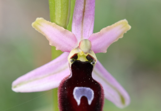 Ophrys magniflora 030 1Q2A9255
