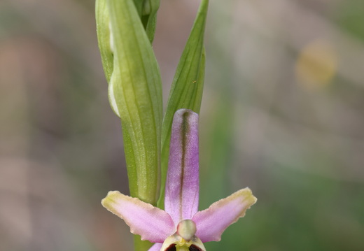 Ophrys magniflora 031 1Q2A9256