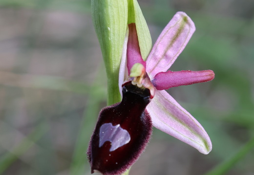 Ophrys magniflora 032 1Q2A9380