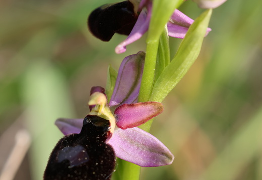 Ophrys magniflora 033 1Q2A9389