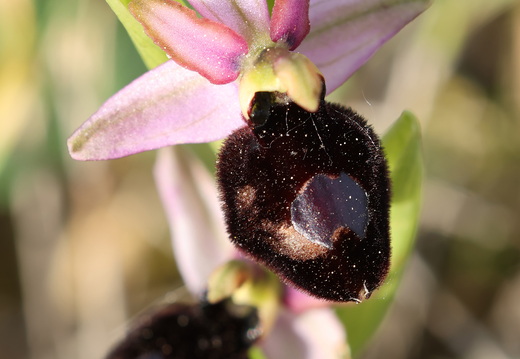 Ophrys magniflora 034 1Q2A9390