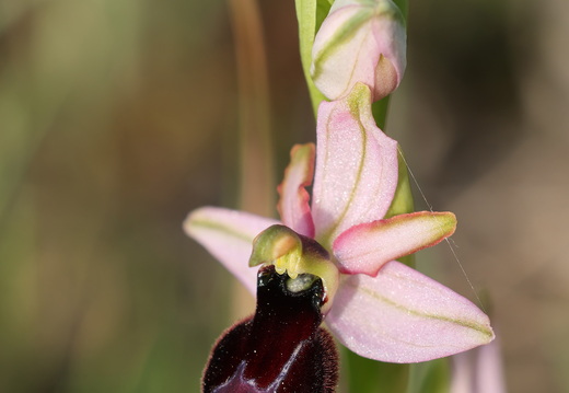 Ophrys magniflora 035 1Q2A9392