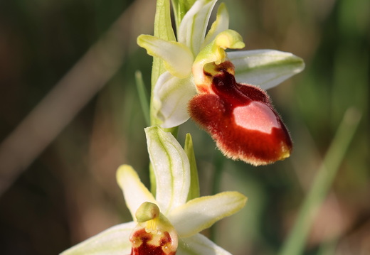 Ophrys magniflora 036 1Q2A9394