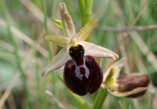 Ophrys hybride incubacea x magniflora