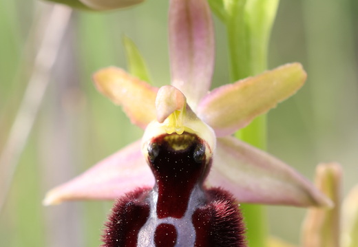 Ophrys hybride incubacea x magniflora 002 ×raimbaultii 1Q2A9276