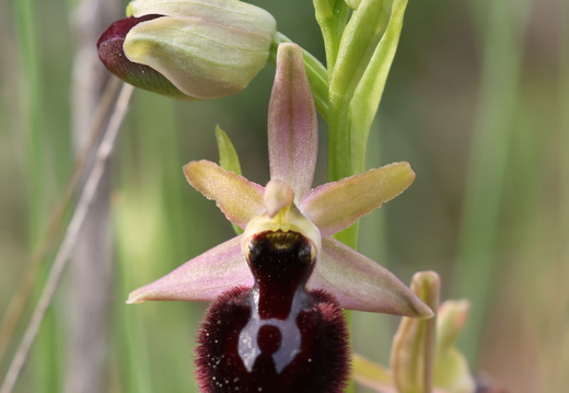 Ophrys hybride incubacea x magniflora 003 ×raimbaultii 1Q2A9279