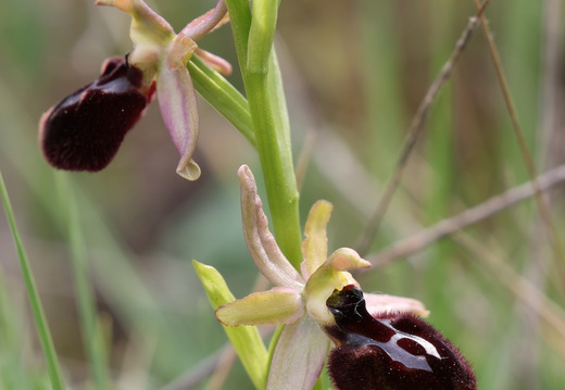 Ophrys hybride incubacea x magniflora 004 ×raimbaultii 1Q2A9280