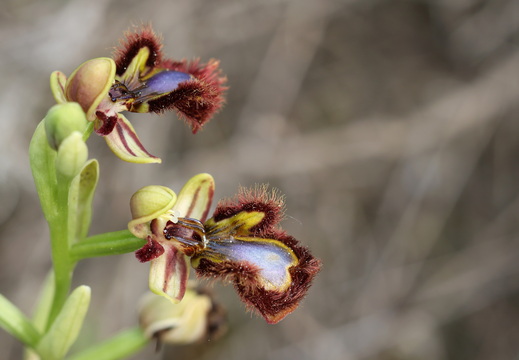 Ophrys speculum 008 1Q2A9289