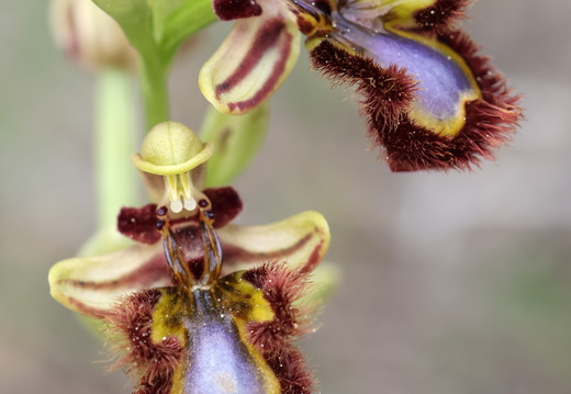 Ophrys speculum 009 1Q2A9299