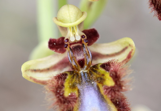 Ophrys speculum 010 1Q2A9303