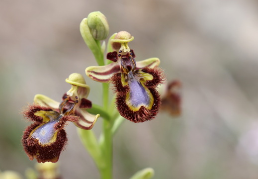 Ophrys speculum 011 1Q2A9311