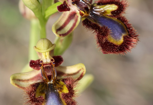 Ophrys speculum 012 1Q2A9350