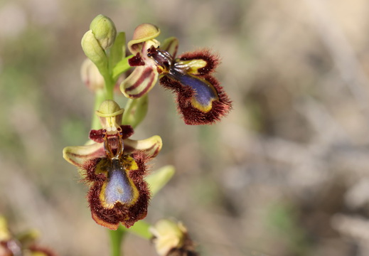 Ophrys speculum 013  1Q2A9354