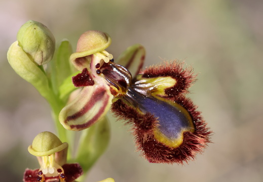 Ophrys speculum 014 1Q2A9360